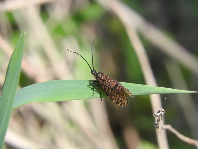 Oligostomis reticulata