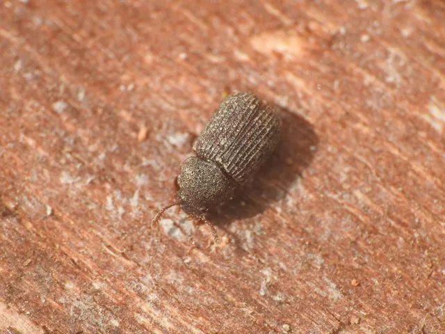 Eledona agricola