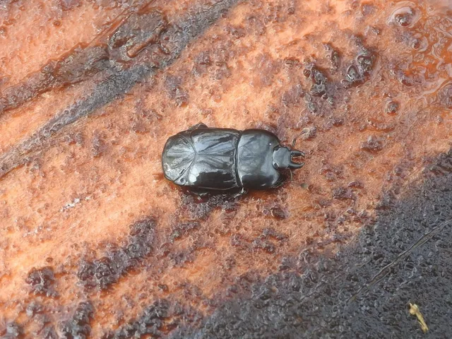 Hololepta plana - lemez-sutabogár