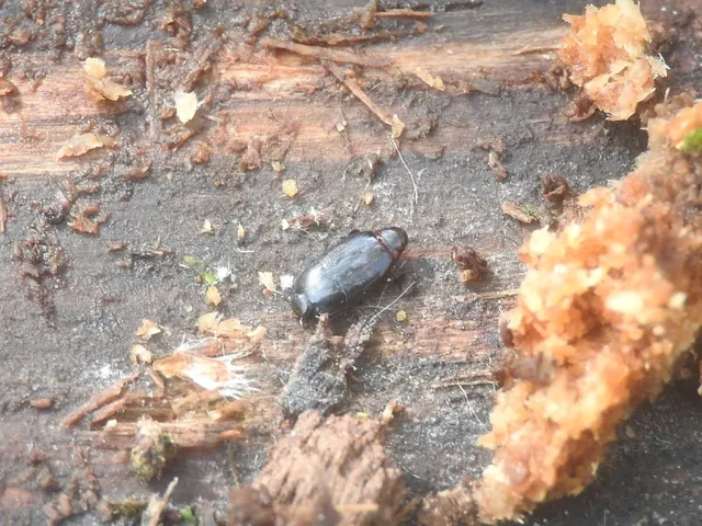 Platylomalus complanatus - lapított kéregsutabogár