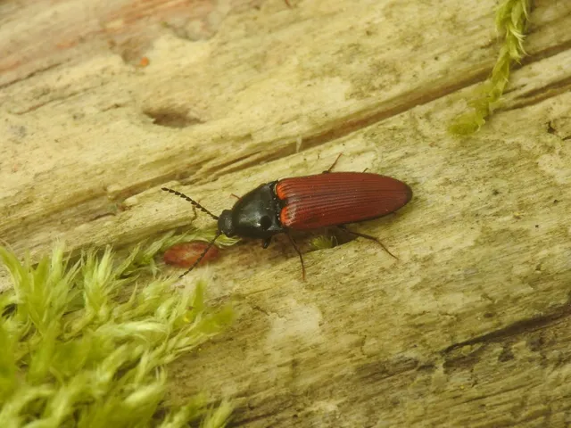 Ampedus