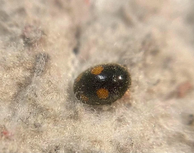 Platynaspis luteorubra - négypettyes szerecsenkata