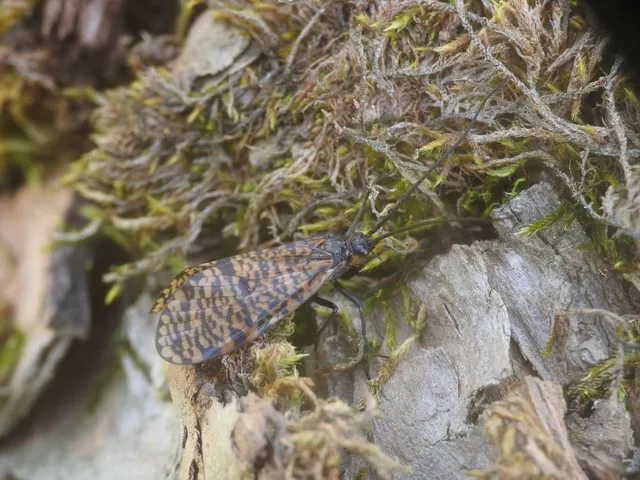 Oligostomis reticulata