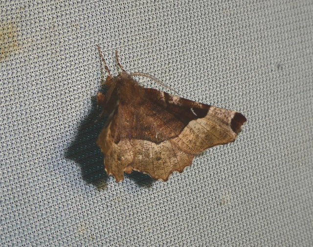 Selenia tetralunaria - négyfoltos holdasaraszoló