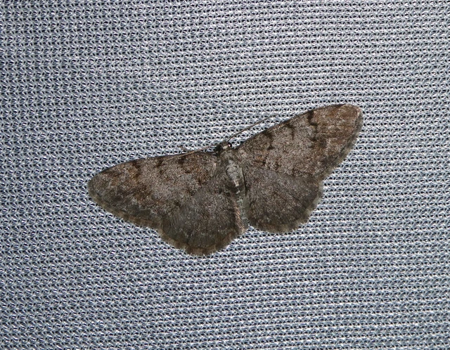 Aethalura punctulata - szürke égeraraszoló