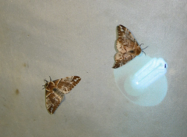 Endromis versicolora - tarkaszövő