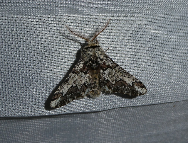 Biston strataria - barnapettyes araszoló