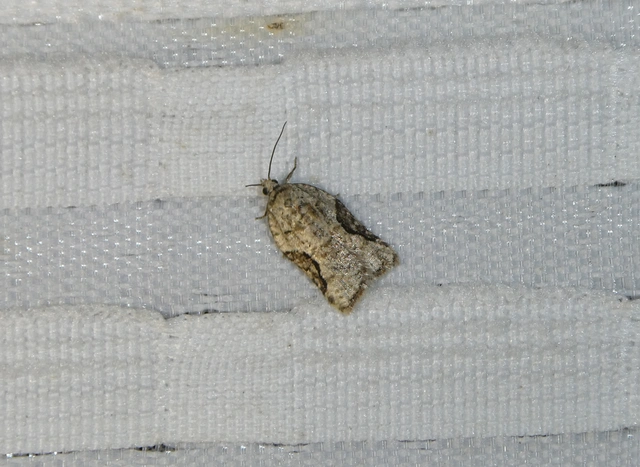 Acleris lacordairana - szilfa-levélmoly