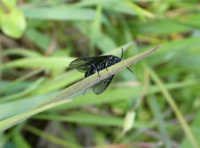 Tenthredinidae - valódi levéldarazsak