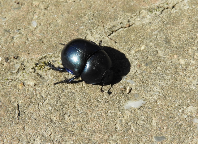 Trypocopris vernalis - tavaszi álganéjtúró