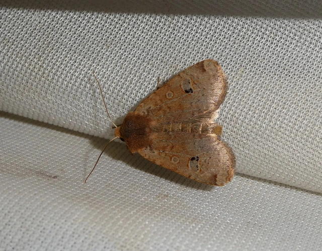 Conistra erythrocephala - vörösfejű őszibagoly