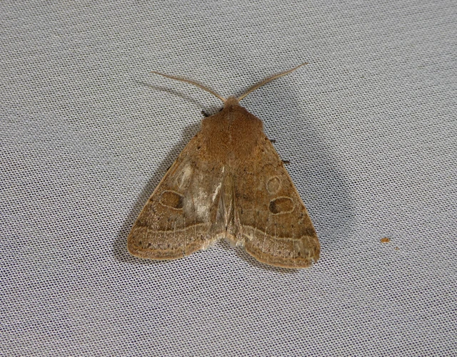 Orthosia cerasi - közepes barkabagoly