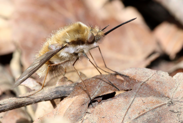 Bombyliidae - pöszörlégyfélék