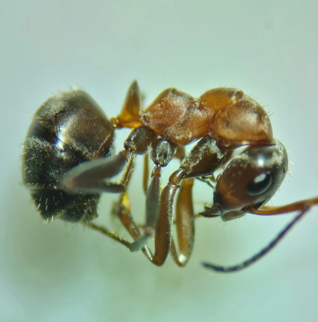 Formica rufibarbis - vörös rabszolgahangya