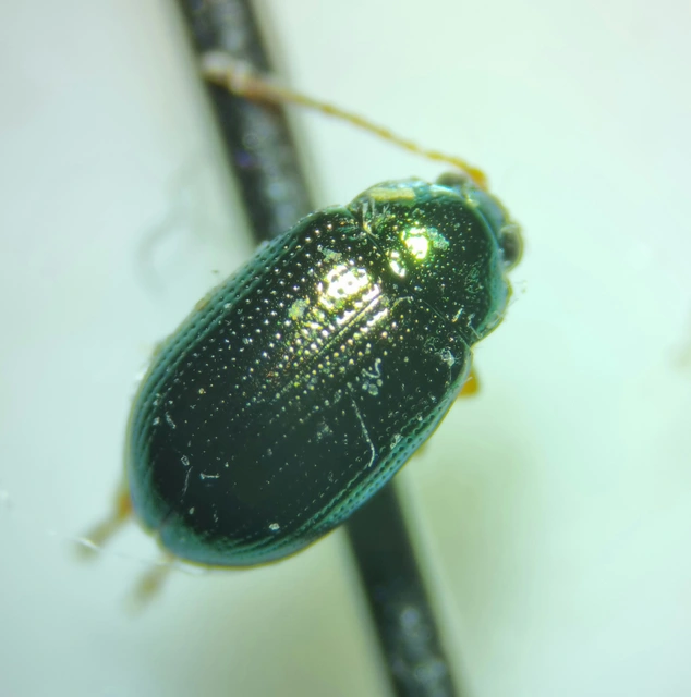 Crepidodera aurea - nagy nyár-földibolha