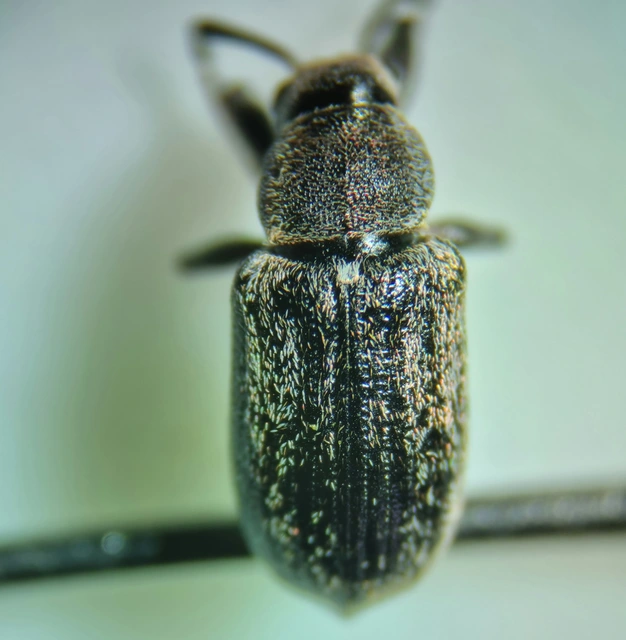 Phyllobius pyri - gyümölcsfa-levélormányos
