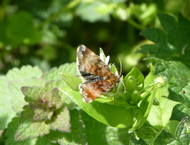 Panemeria tenebrata - apró sárgabagoly