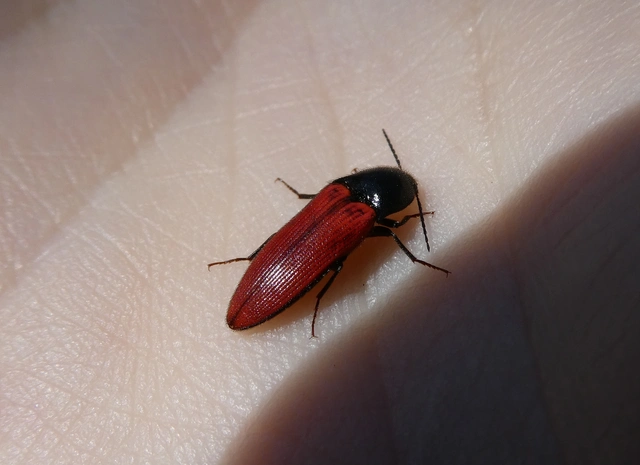 Ampedus