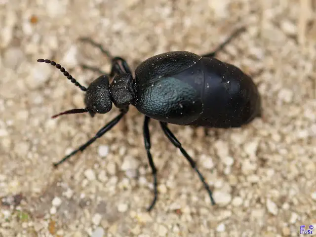 Meloe scabriusculus - érdes nünüke