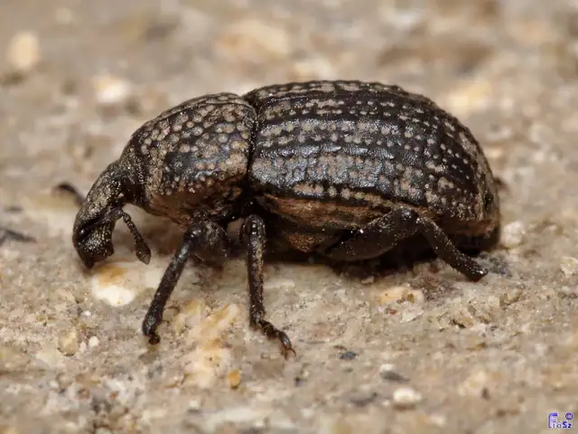 Minyops variolosus - nyugati bordásormányos