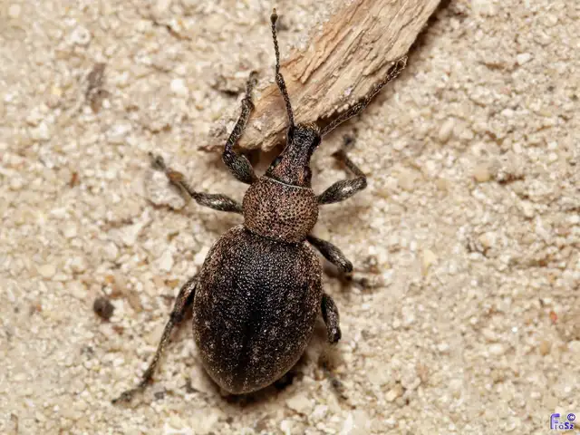 Otiorhynchus ligustici - vincellér-gyalogormányos