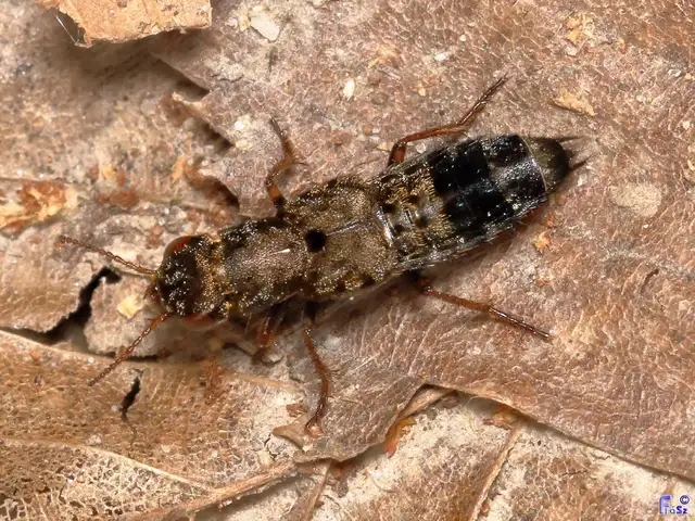 Ontholestes haroldi - sárgatérdű holyva