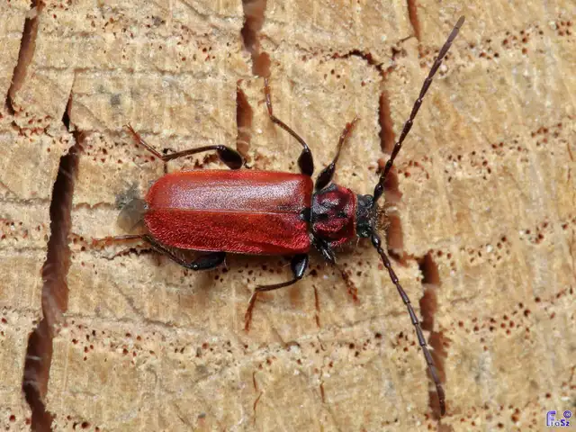 Pyrrhidium sanguineum - tűzpiros facincér