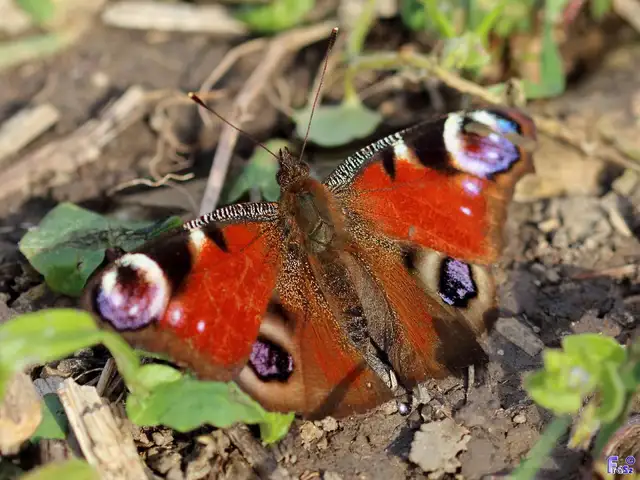 Nymphalis io - nappali pávaszem