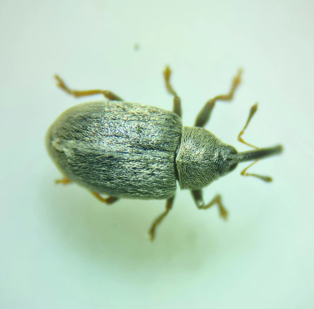 Acalyptus sericeus - selymes fűzormányos