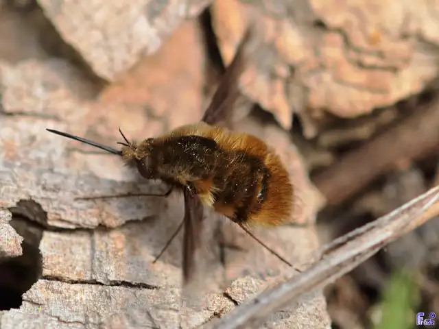 Bombylius major - szegélyes pöszörlégy