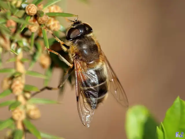Eristalis