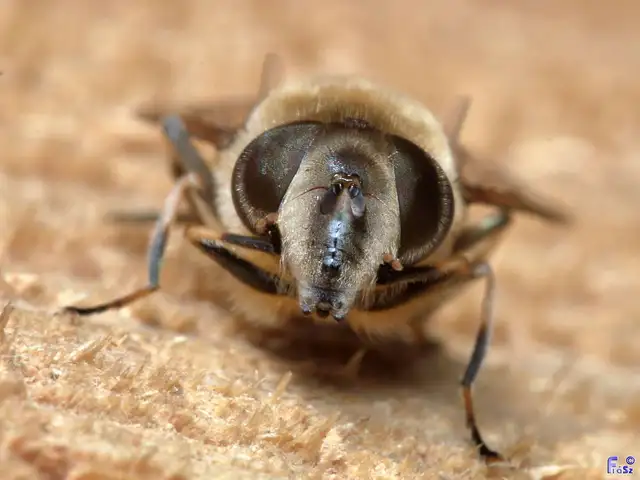 Eristalis tenax - közönséges herelégy