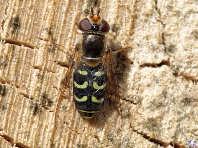 Scaeva