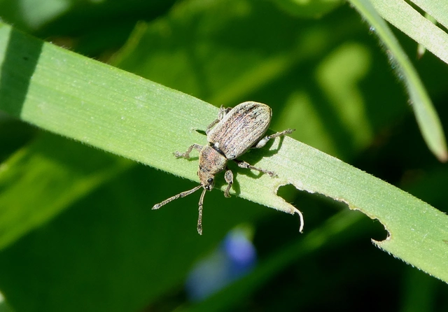 Phyllobius pyri - gyümölcsfa-levélormányos