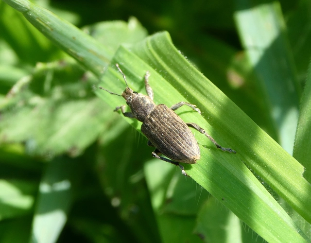 Tanymecus palliatus - közönséges hegyesfarúbarkó