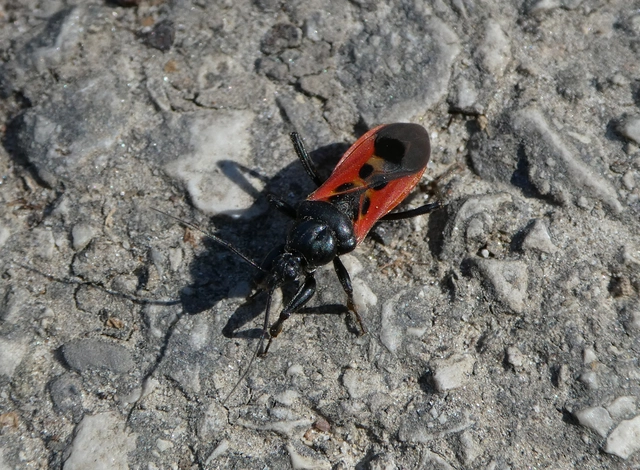 Peirates hybridus - foltos rablópoloska
