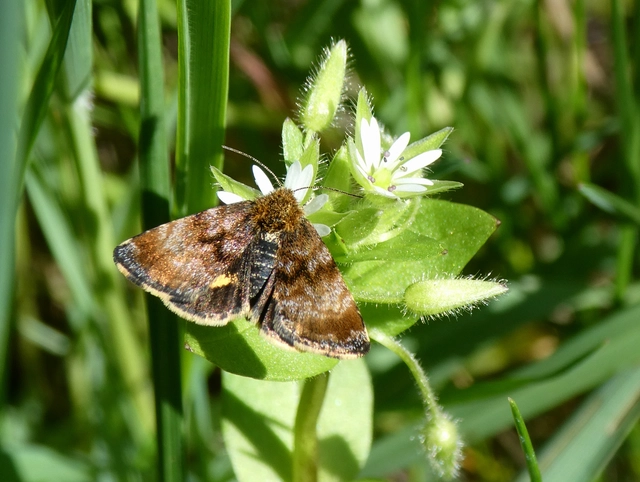 Panemeria tenebrata - apró sárgabagoly