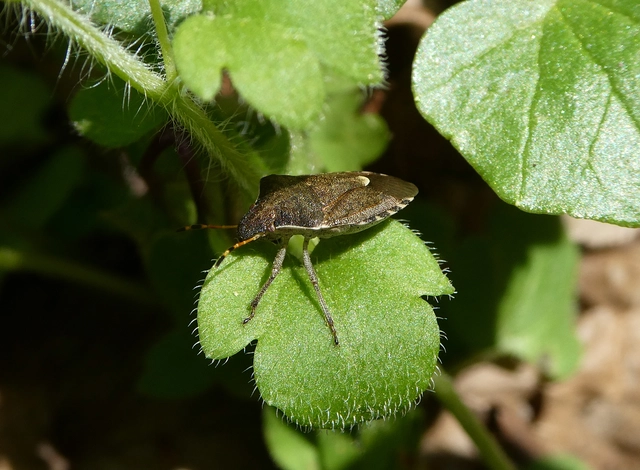 Peribalus strictus - tavaszi címerespoloska Peribalus strictus - tavaszi címerespoloska