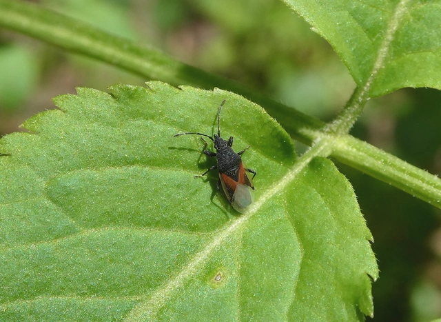 Oxycarenus lavaterae - hársbodobács