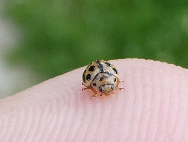 Tytthaspis sedecimpunctata - tizenhatpettyes katica