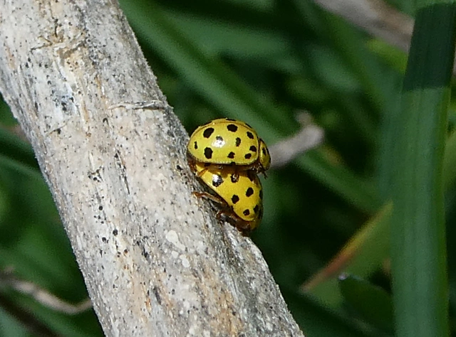 Psyllobora vigintiduopunctata - huszonkétpettyes katica
