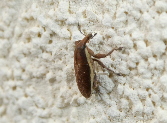 Lixus ochraceus - retek-dudvabarkó