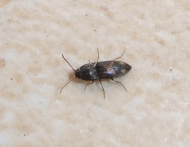 Drasterius bimaculatus - változékony pattanó