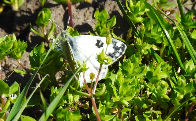 Pontia edusa - rezedalepke