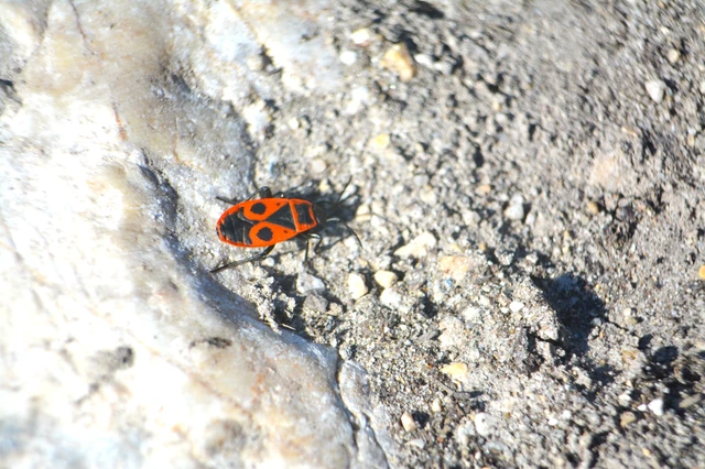 Pyrrhocoris apterus - verőköltő poloska