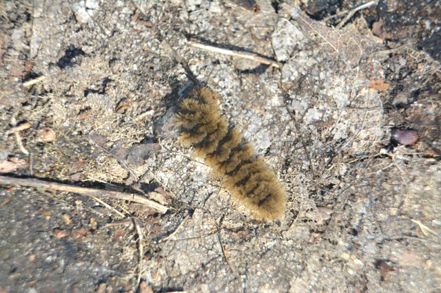 Amata phegea - fehérpettyes álcsüngőlepke