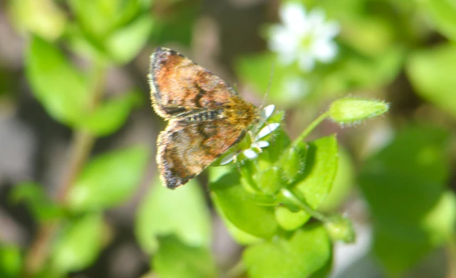 Panemeria tenebrata - apró sárgabagoly