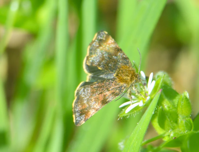 Panemeria tenebrata - apró sárgabagoly