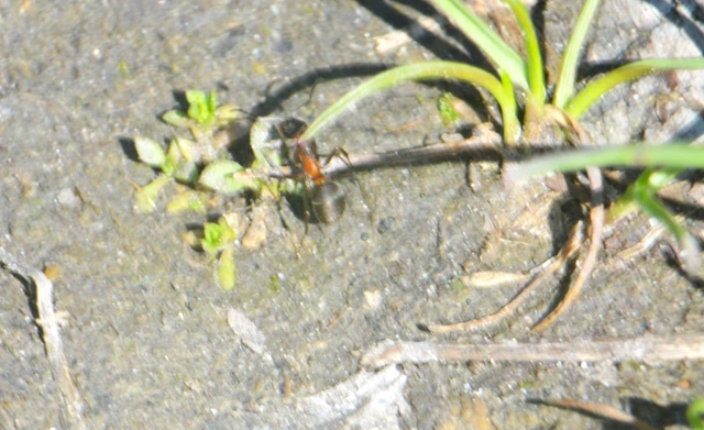 Formica pratensis - réti vöröshangya
