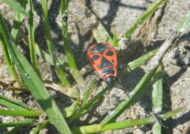 Pyrrhocoris apterus - verőköltő poloska
